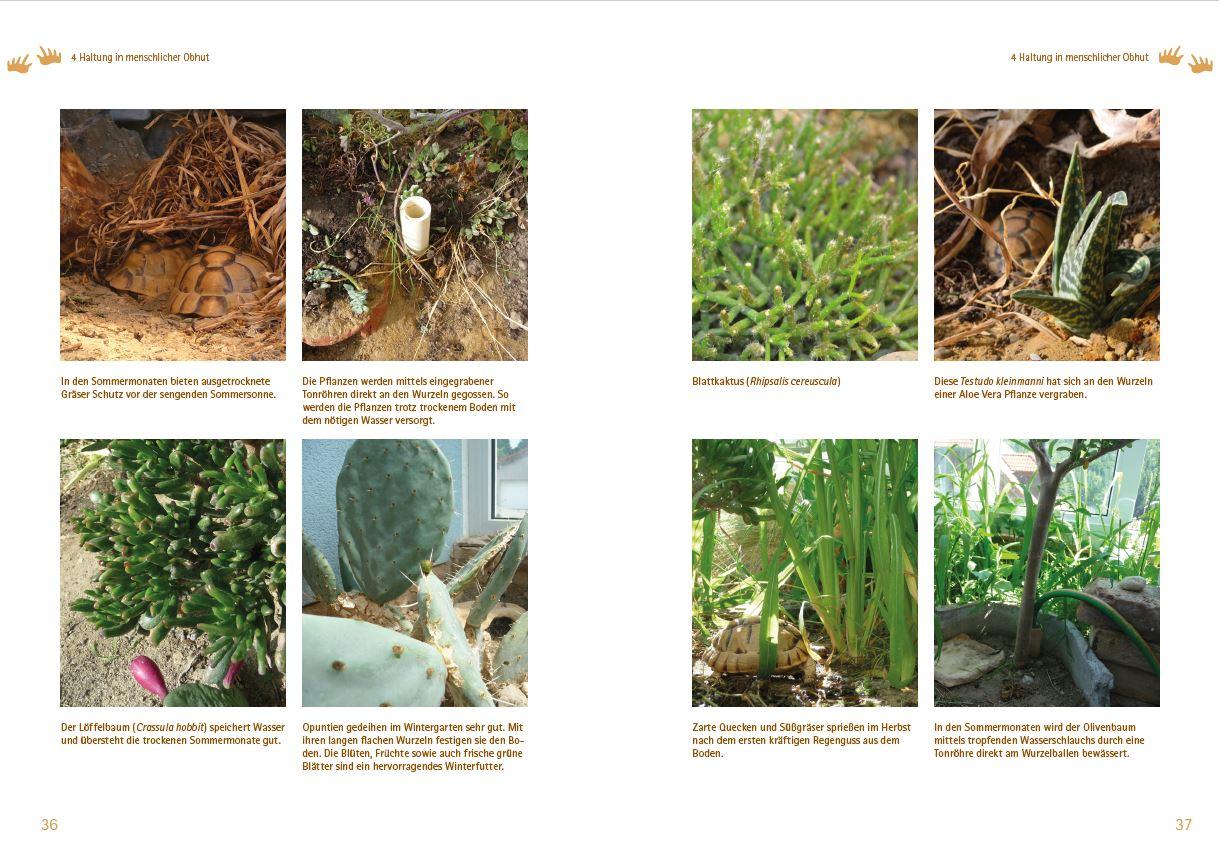Beispielinhalt (Bild) Testudo kleinmanni