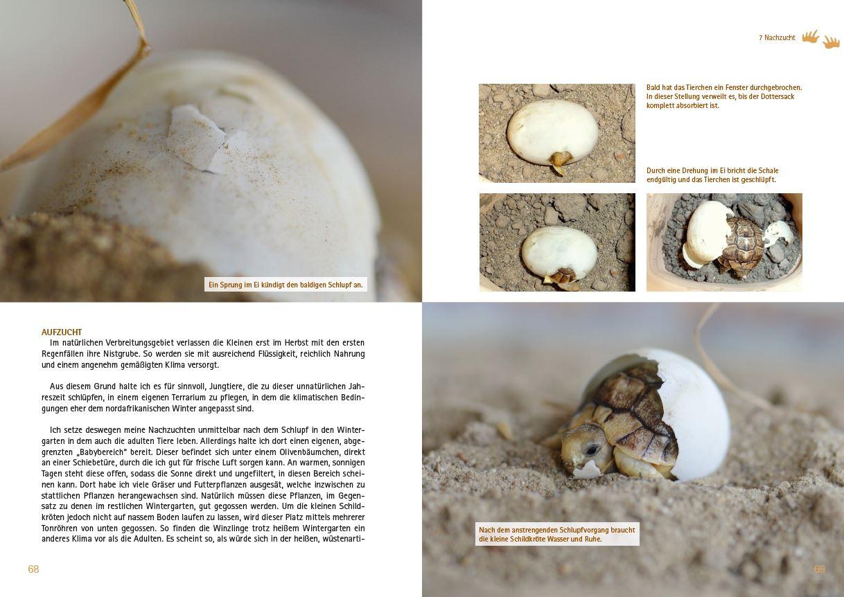 Beispielinhalt (Bild) Testudo kleinmanni