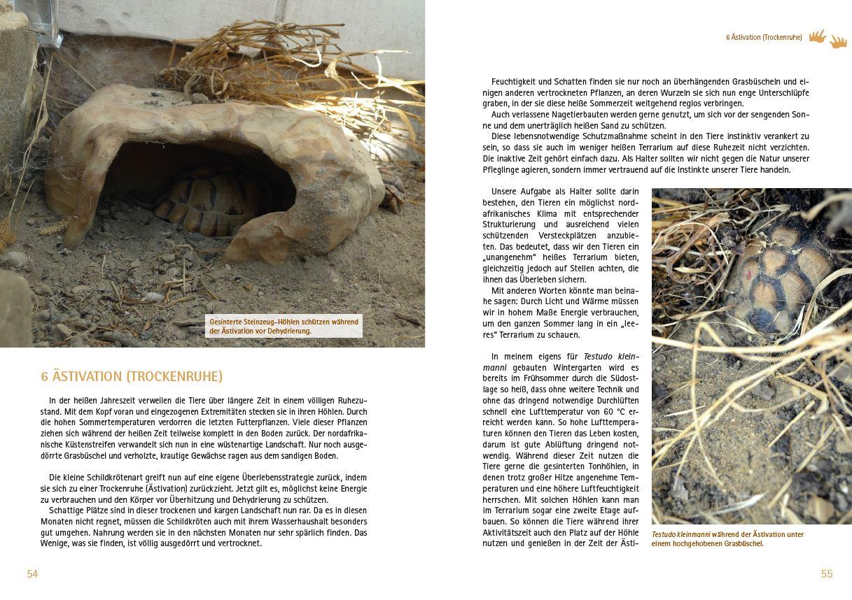 Beispielinhalt (Bild) Testudo kleinmanni