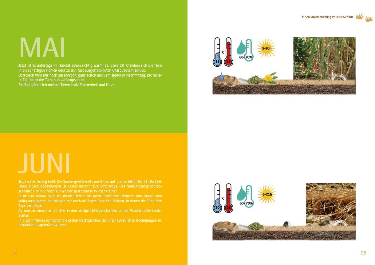 Beispielinhalt (Bild) Testudo kleinmanni