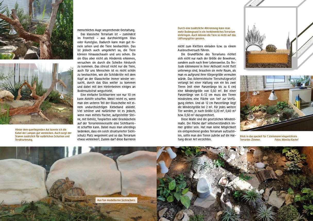 Beispielinhalt (Bild) Testudo kleinmanni