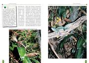 Beispielinhalt (Bild) Der Stirnlappenbasilisk