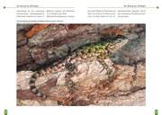 Beispielinhalt (Bild) Malachit-Stachelleguane