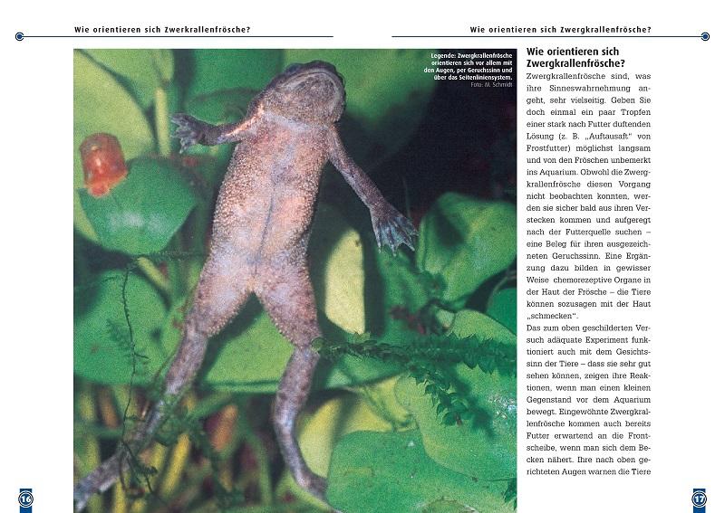 Beispielinhalt (Bild) Der Zwergkrallenfrosch