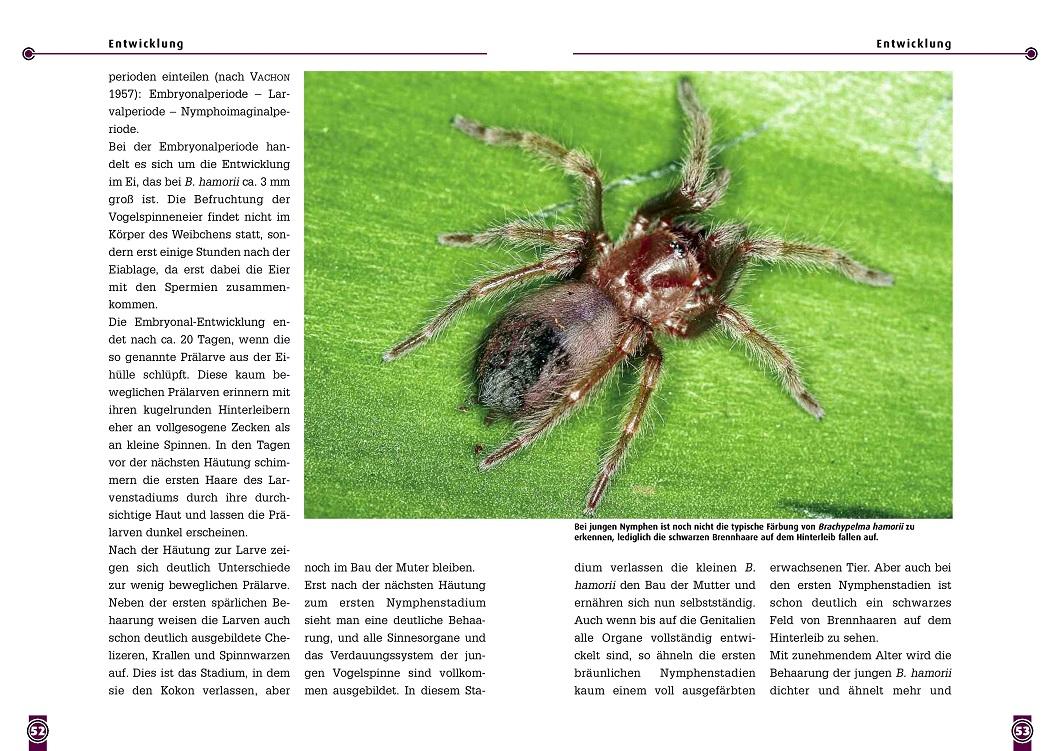 Beispielinhalt (Bild) Die Rotknie Vogelspinne