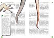 Beispielinhalt (Bild) Zwerggeckos