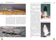 Beispielinhalt (Bild) Zwerggeckos