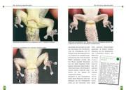 Beispielinhalt (Bild) Zwerggeckos