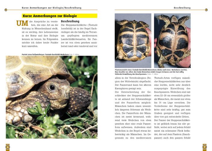 Beispielinhalt (Bild) Steppenschildkröte