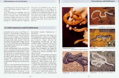 Beispielinhalt (Bild) Kornnattern