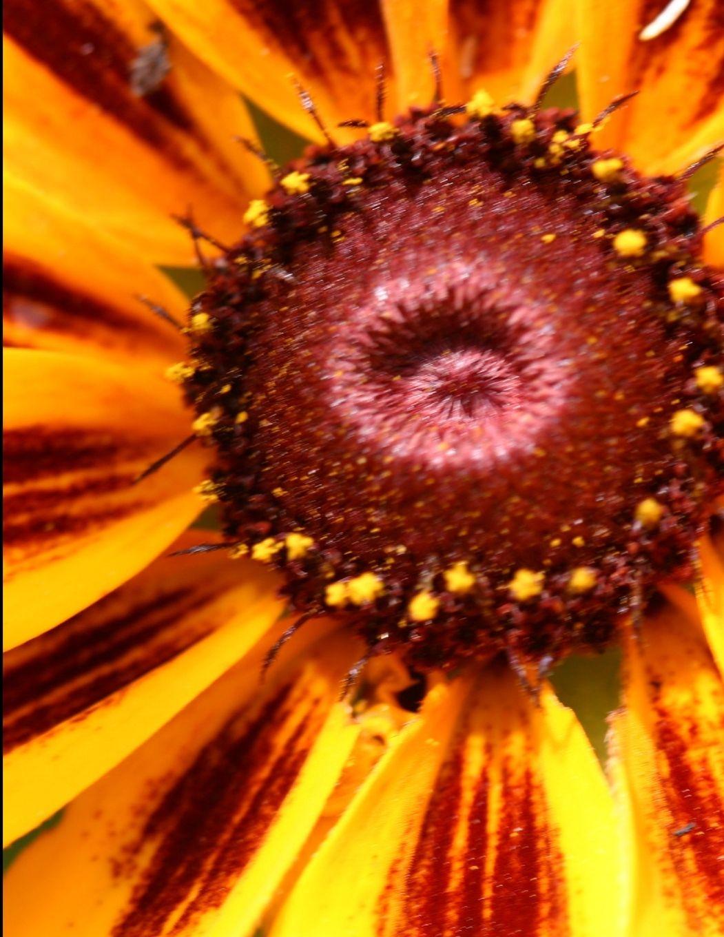 Vorderes Coverbild Tulip Tree
