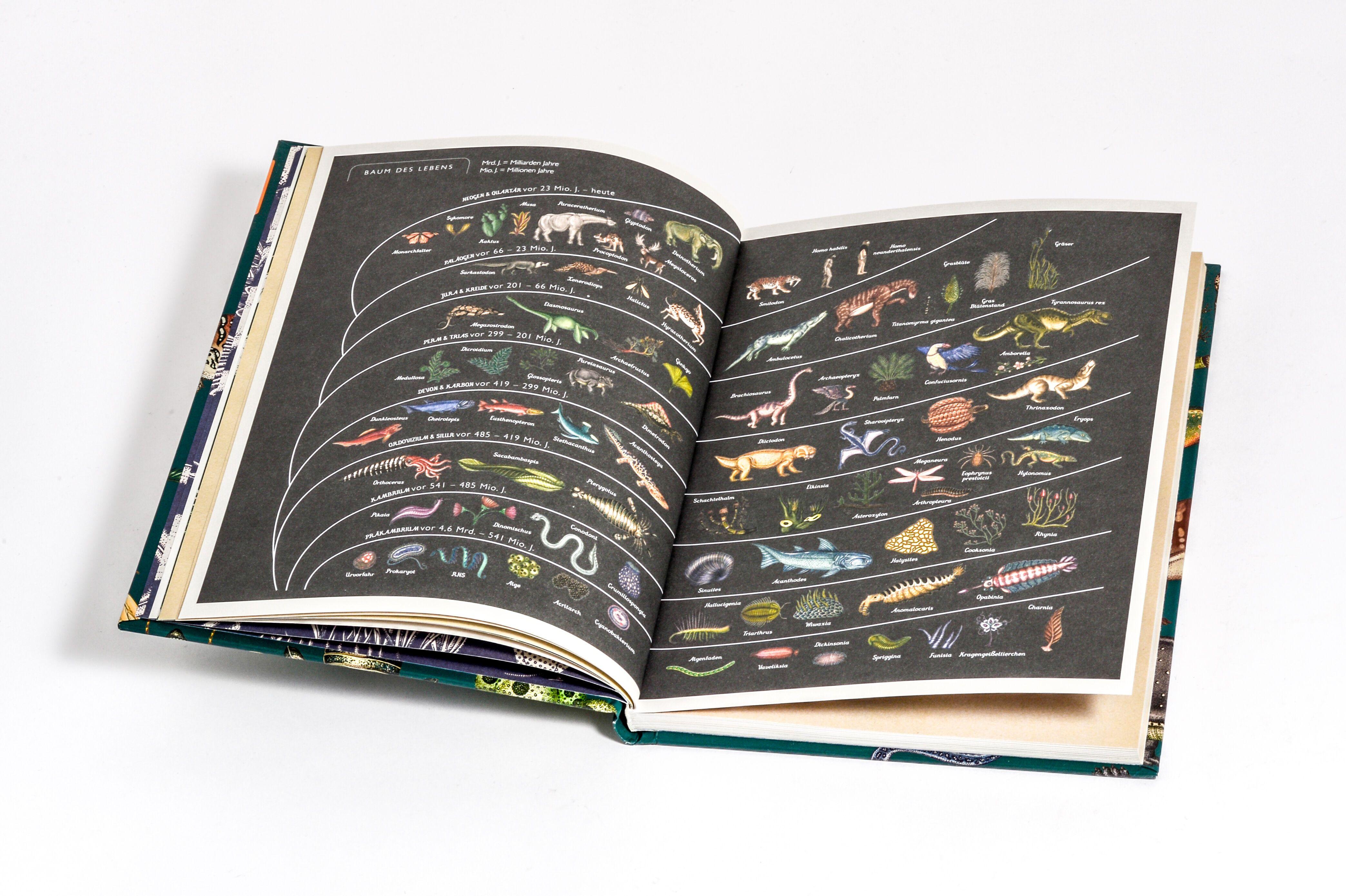 Beispielinhalt (Bild) Die Entstehung des Lebens. Evolution