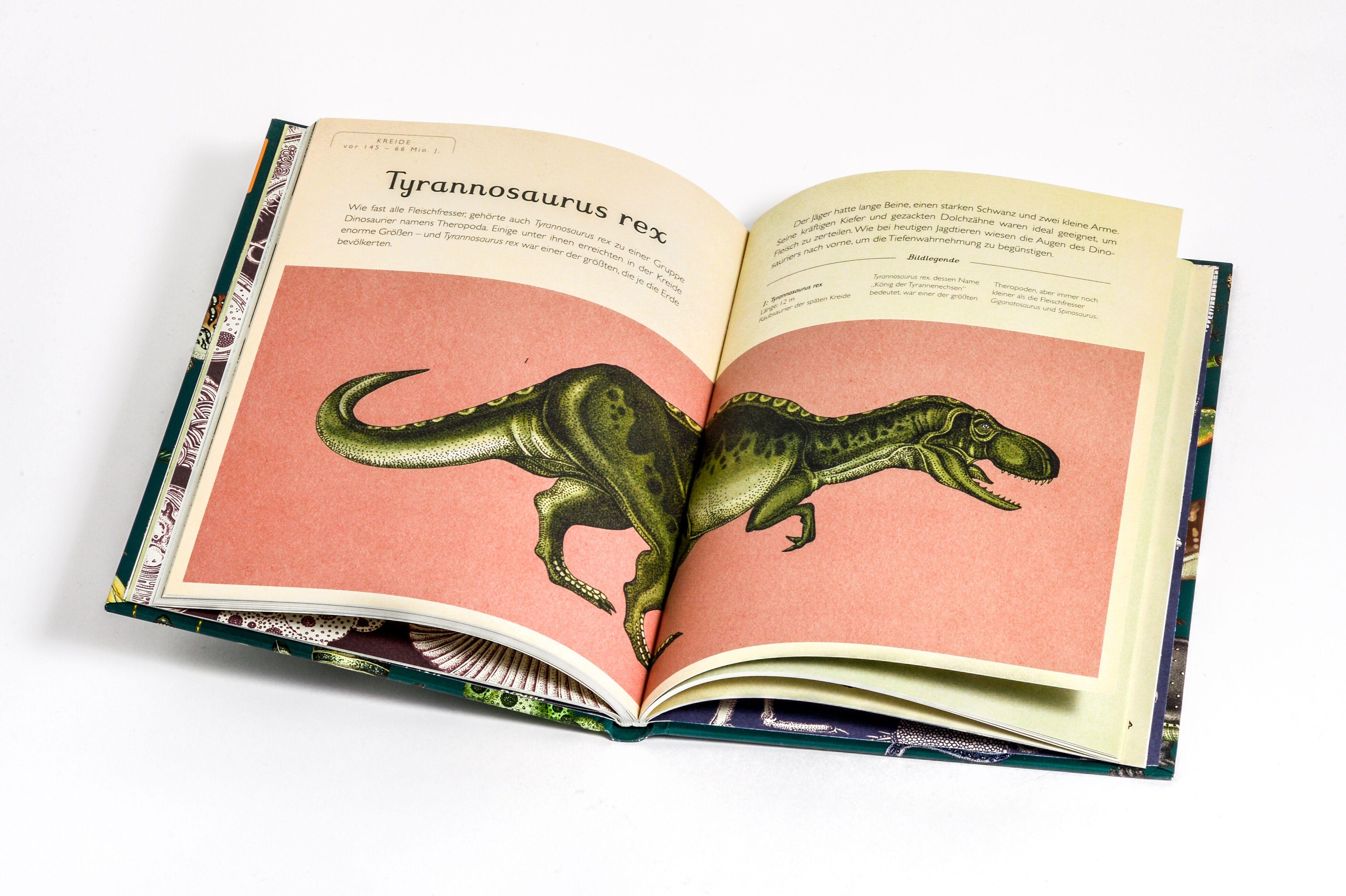 Beispielinhalt (Bild) Die Entstehung des Lebens. Evolution