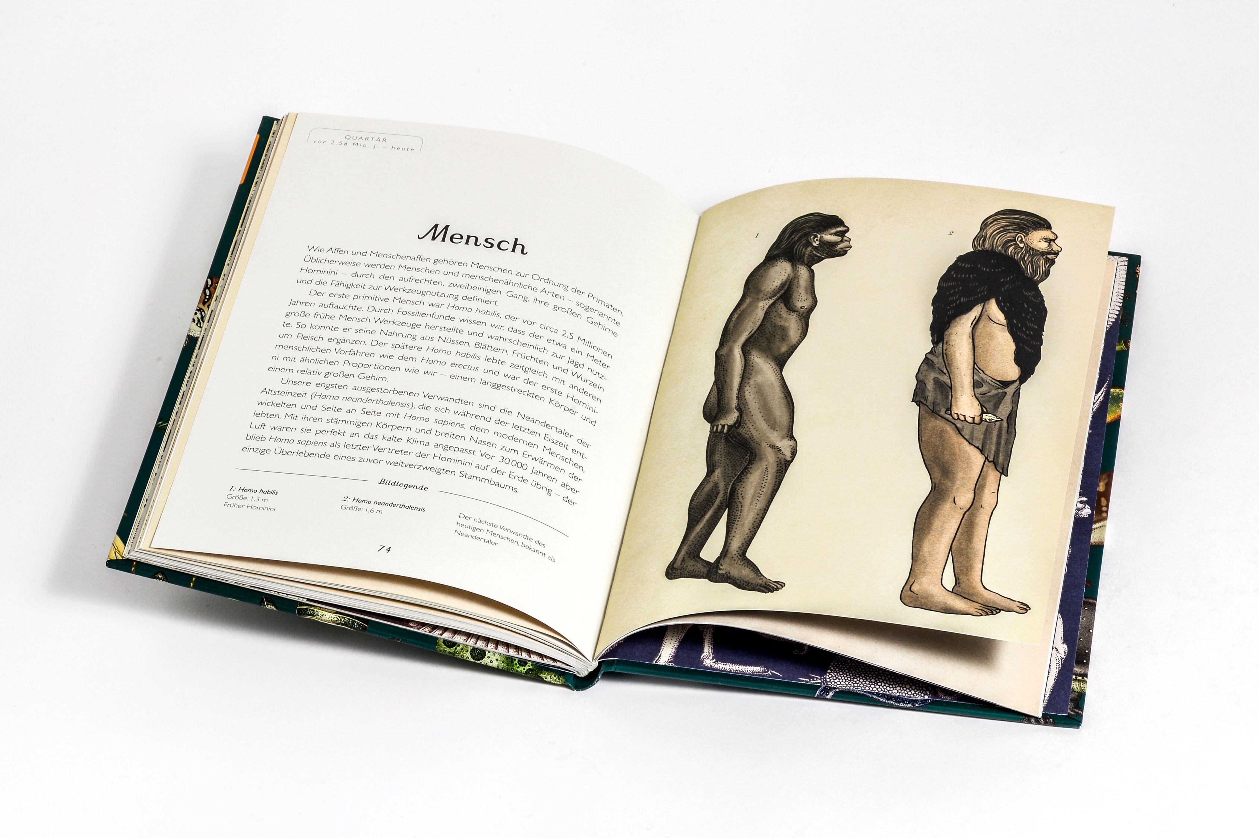 Beispielinhalt (Bild) Die Entstehung des Lebens. Evolution