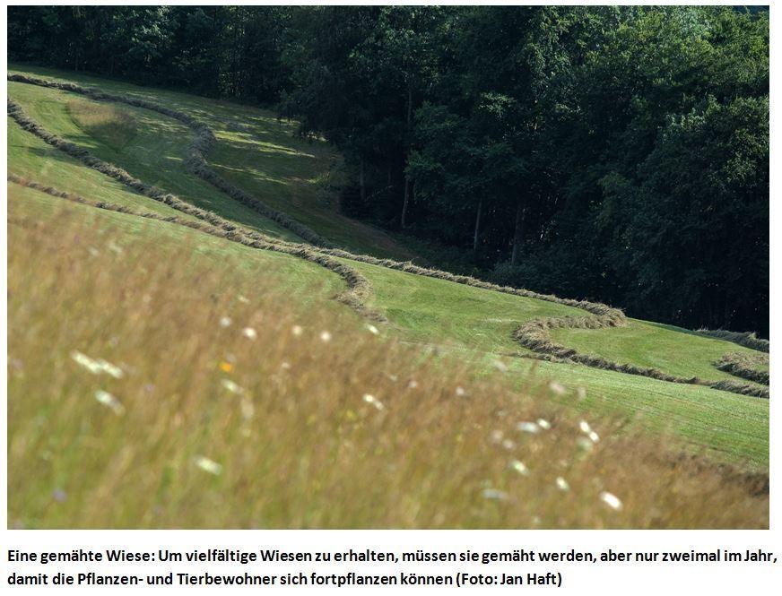Beispielinhalt (Bild) Die Wiese