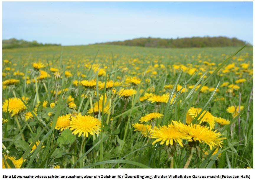 Beispielinhalt (Bild) Die Wiese