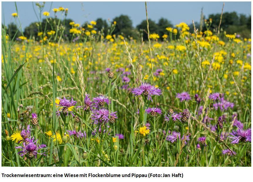 Beispielinhalt (Bild) Die Wiese