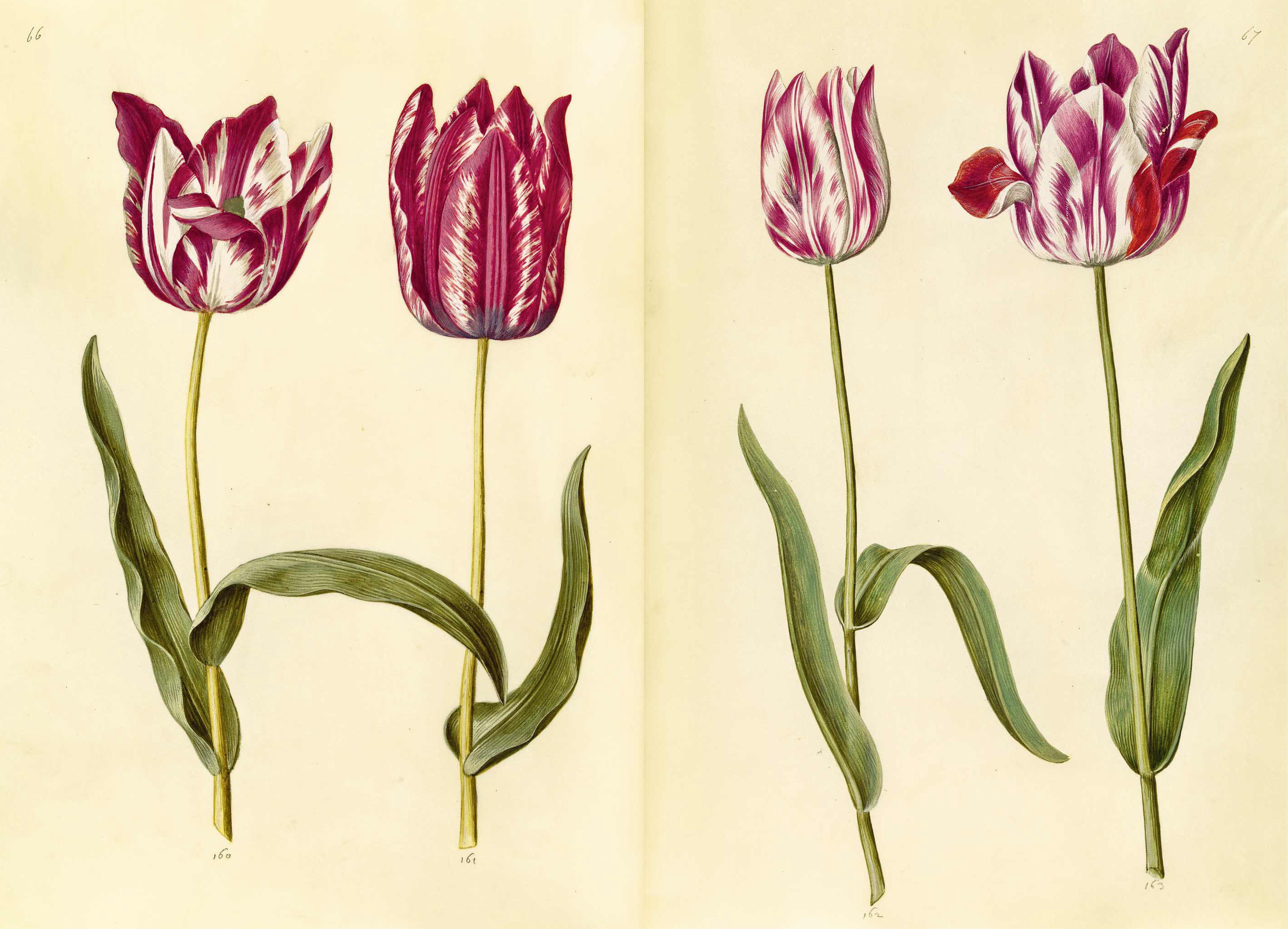 Beispielinhalt (Bild) Das Grüne Florilegium - The Green Florilegium (dt./engl.)