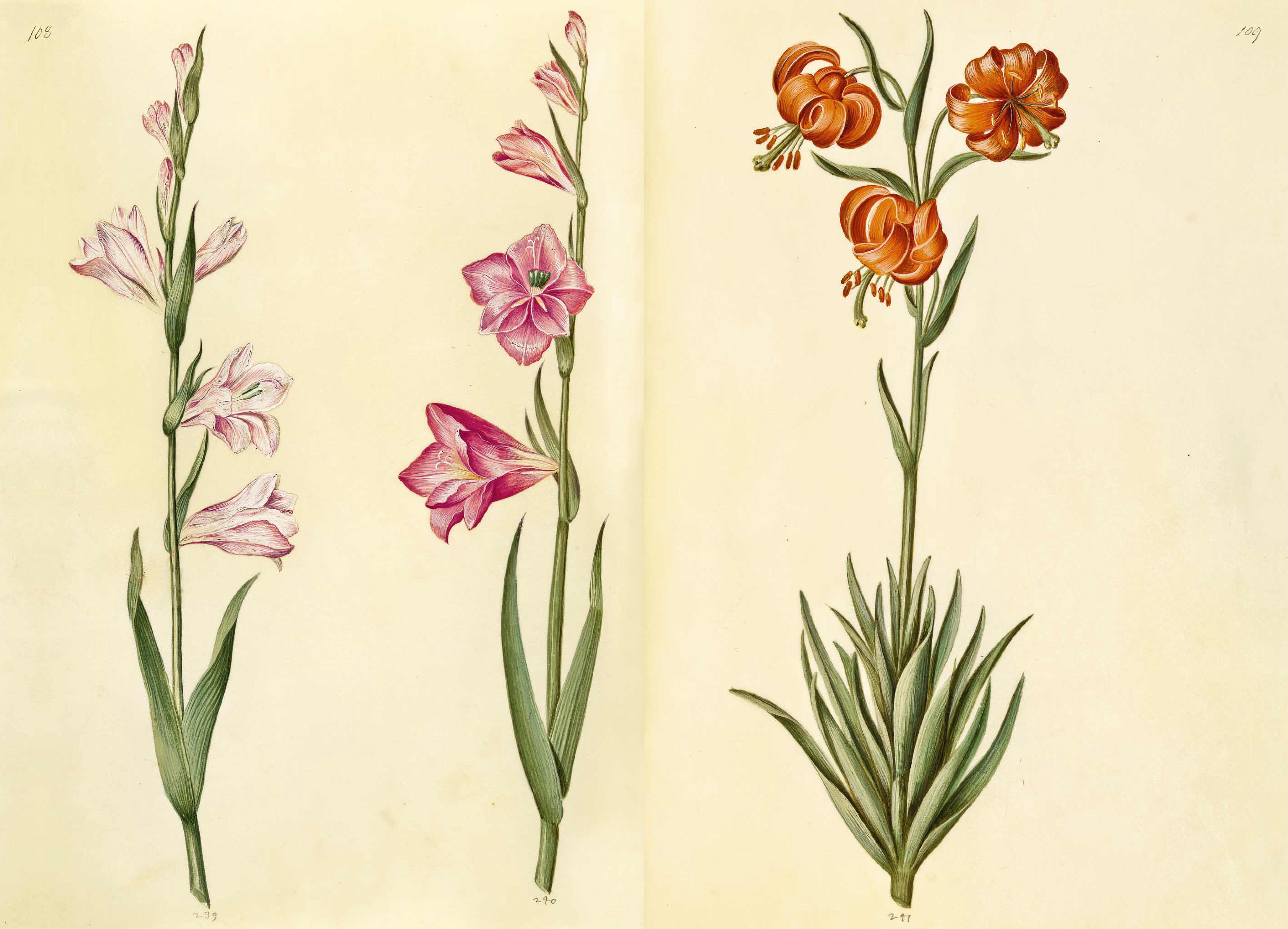 Beispielinhalt (Bild) Das Grüne Florilegium - The Green Florilegium (dt./engl.)