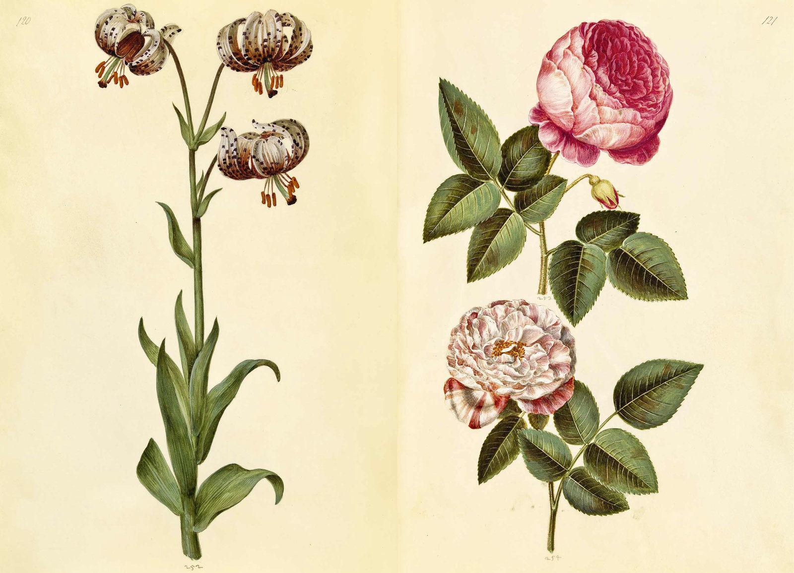 Beispielinhalt (Bild) Das Grüne Florilegium - The Green Florilegium (dt./engl.)