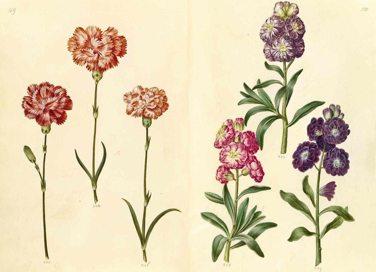 Beispielinhalt (Bild) Das Grüne Florilegium - The Green Florilegium (dt./engl.)