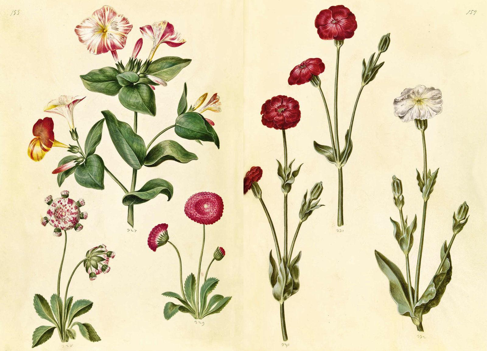 Beispielinhalt (Bild) Das Grüne Florilegium - The Green Florilegium (dt./engl.)