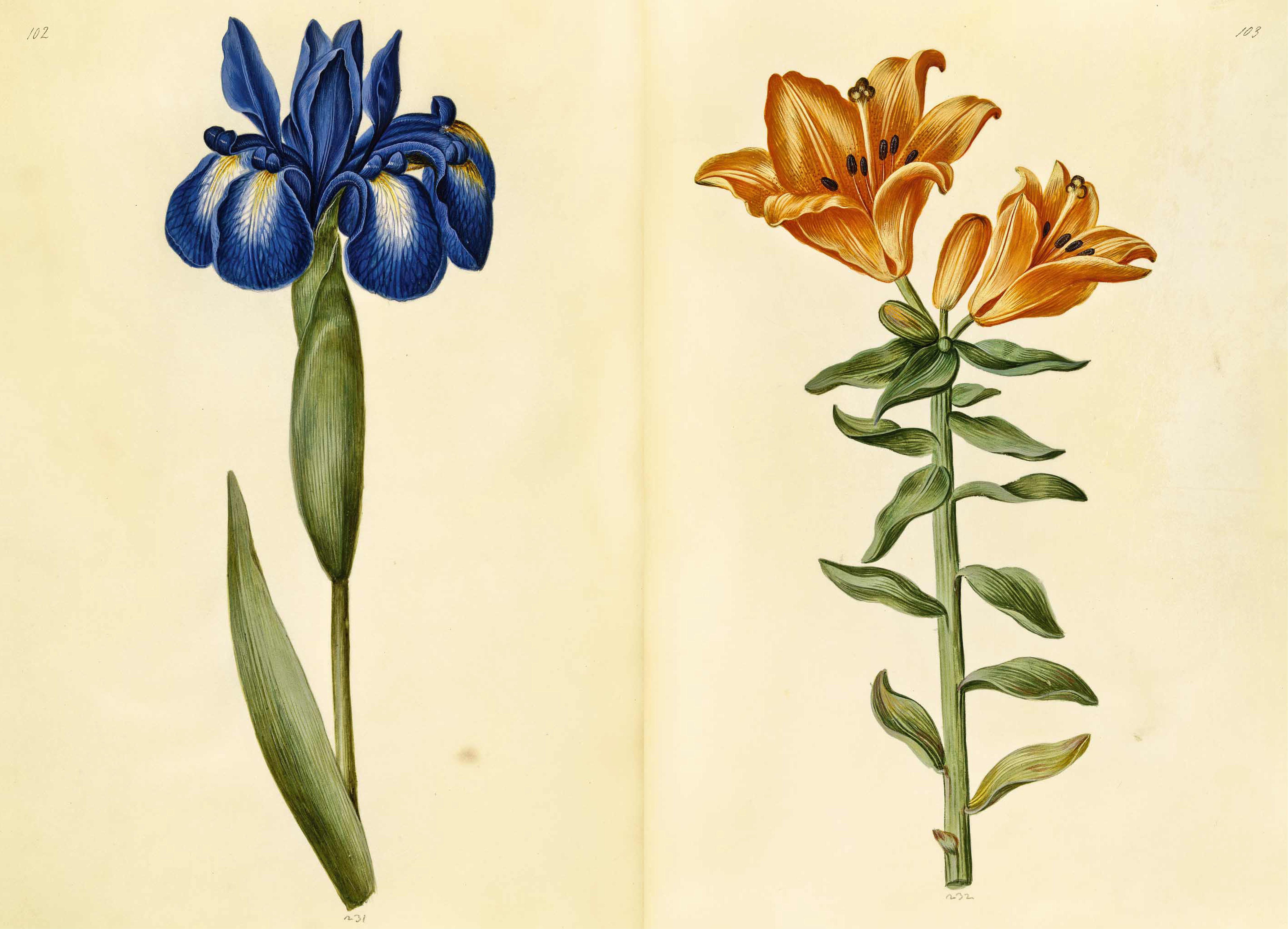 Beispielinhalt (Bild) Das Grüne Florilegium - The Green Florilegium (dt./engl.)