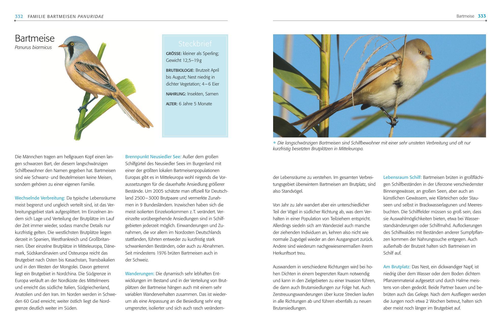 Beispielinhalt (Bild) Das BLV Handbuch Vögel