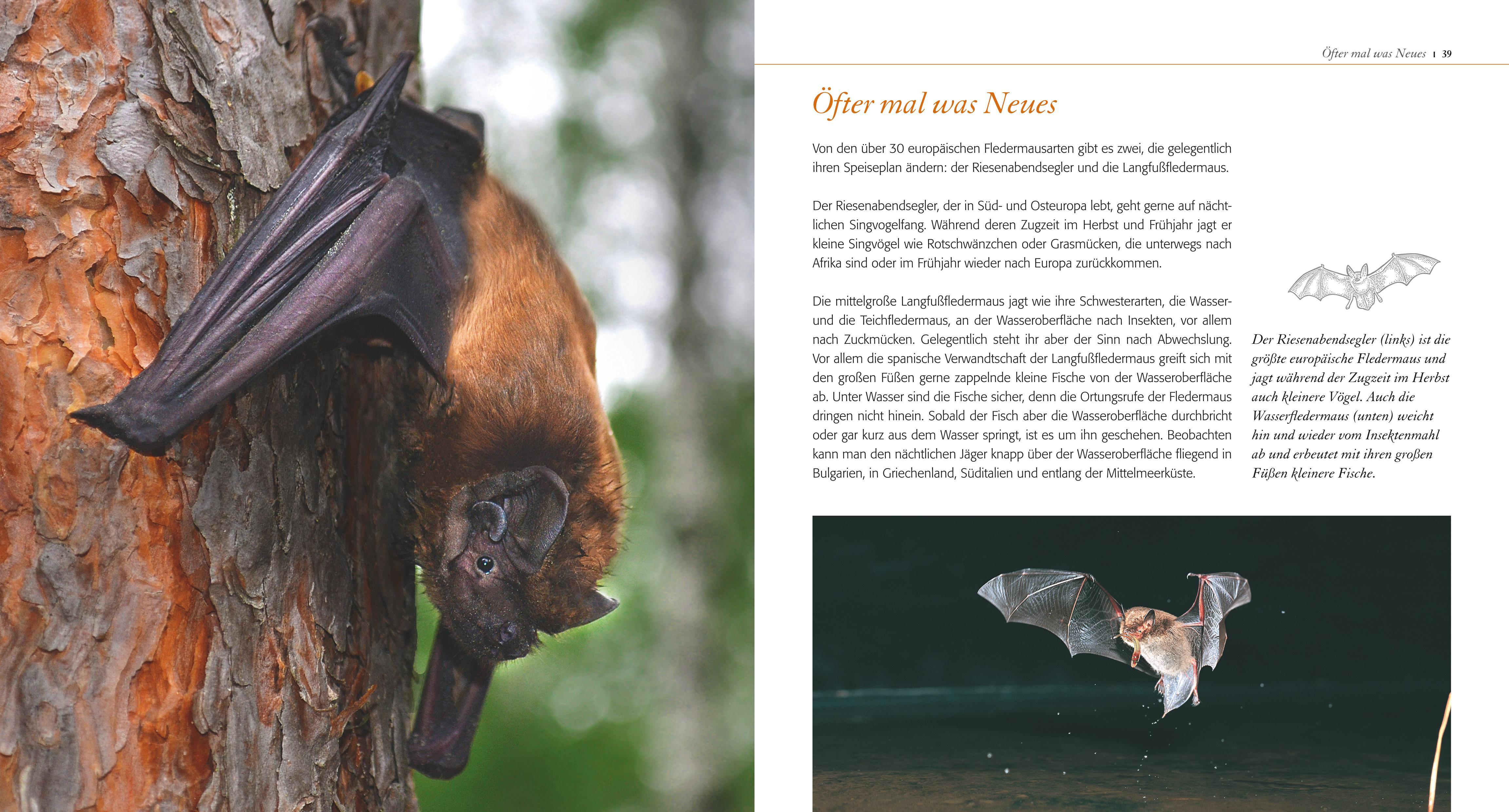 Beispielinhalt (Bild) Fledermaus ganz nah
