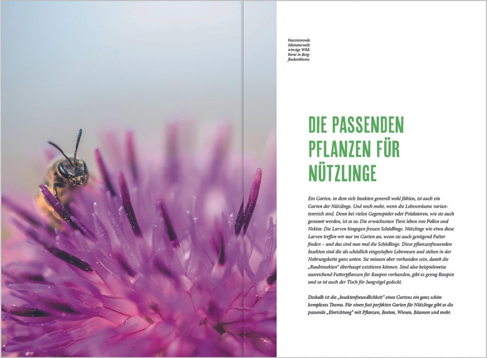 Beispielinhalt (Bild) MDR Garten - Richtig gärtnern für Nützlinge