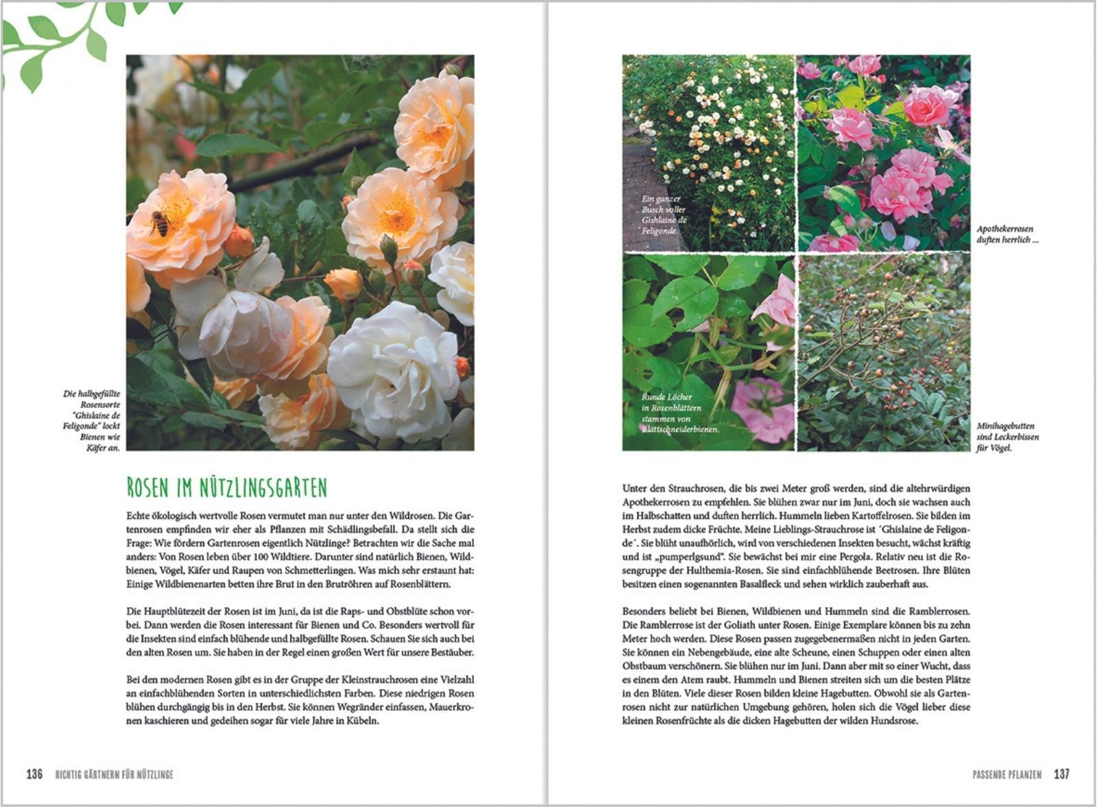 Beispielinhalt (Bild) MDR Garten - Richtig gärtnern für Nützlinge