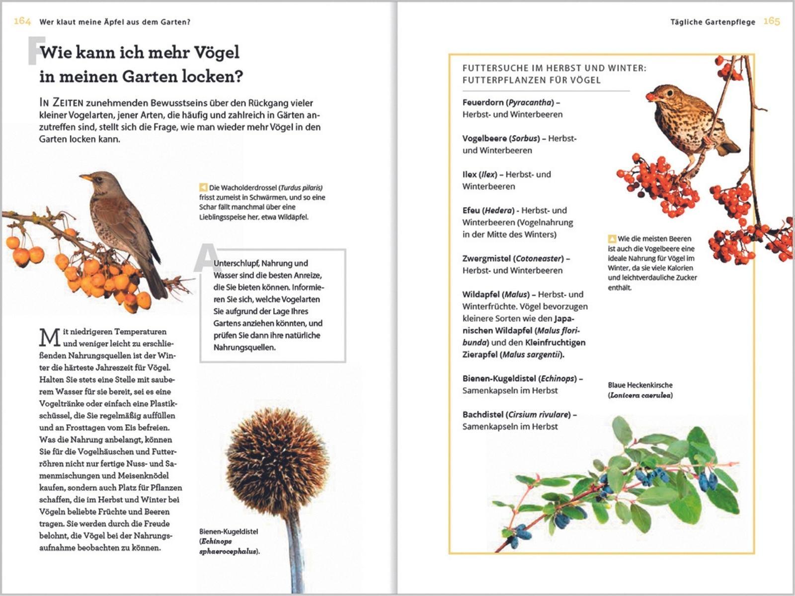 Beispielinhalt (Bild) Wer klaut meine Äpfel aus dem Garten