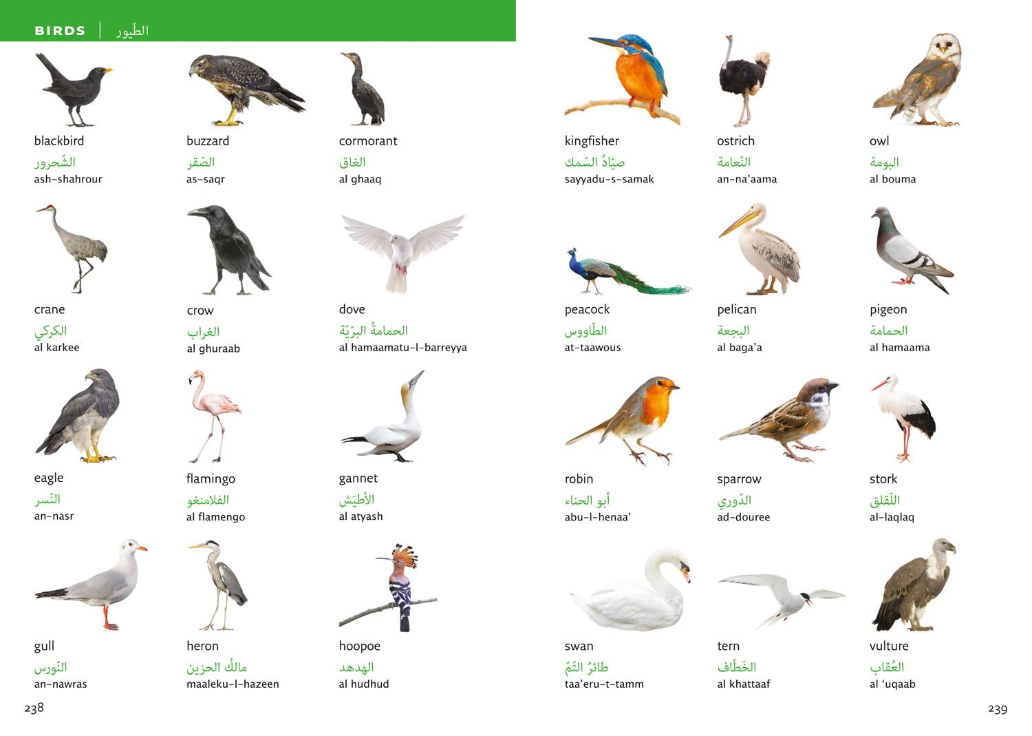 Beispielinhalt (Bild) Collins Arabic Visual Dictionary