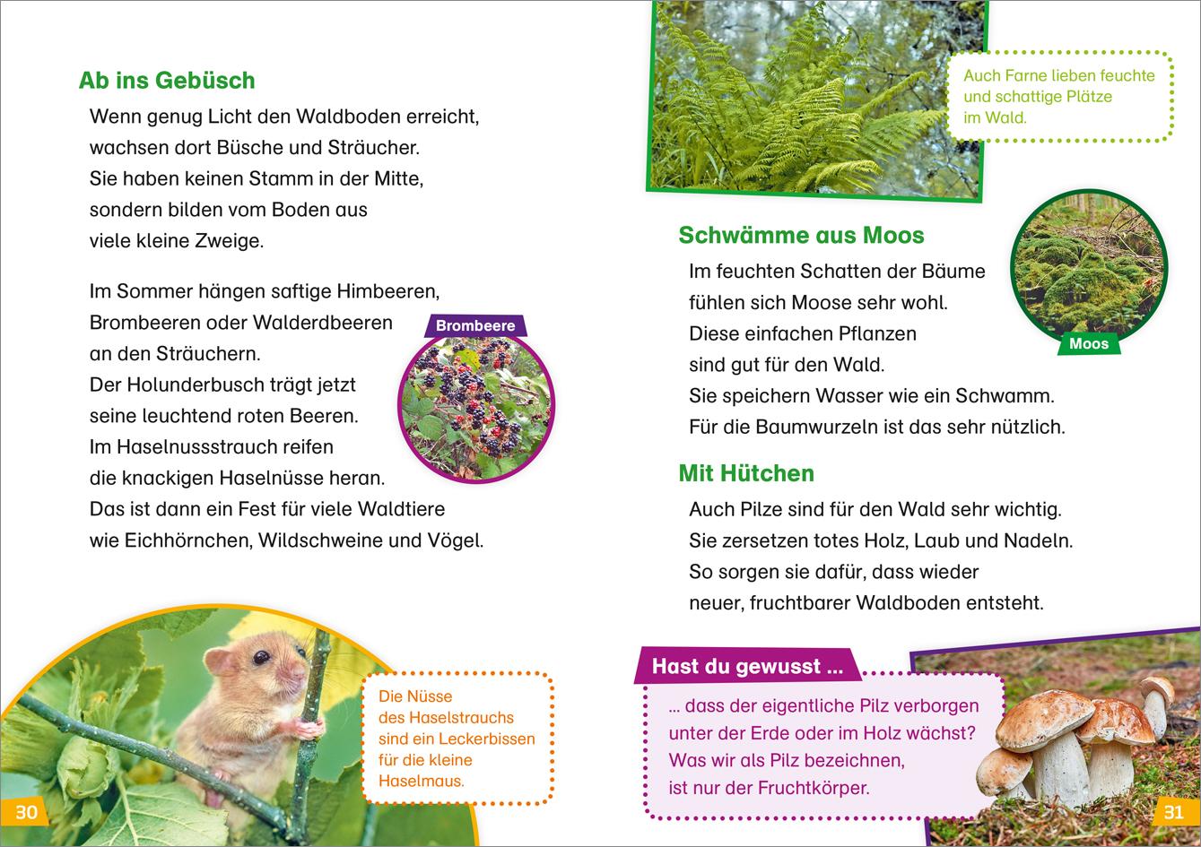 Beispielinhalt (Bild) WAS IST WAS Erstes Lesen Band 6. Wald