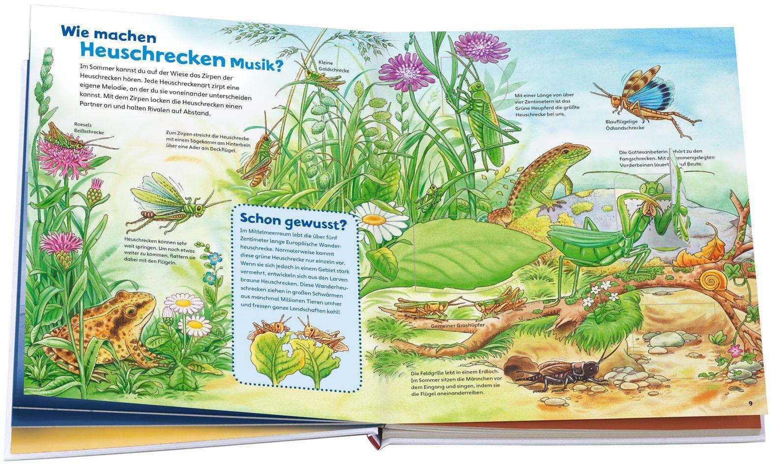 Beispielinhalt (Bild) WAS IST WAS Junior Band 33. Insekten