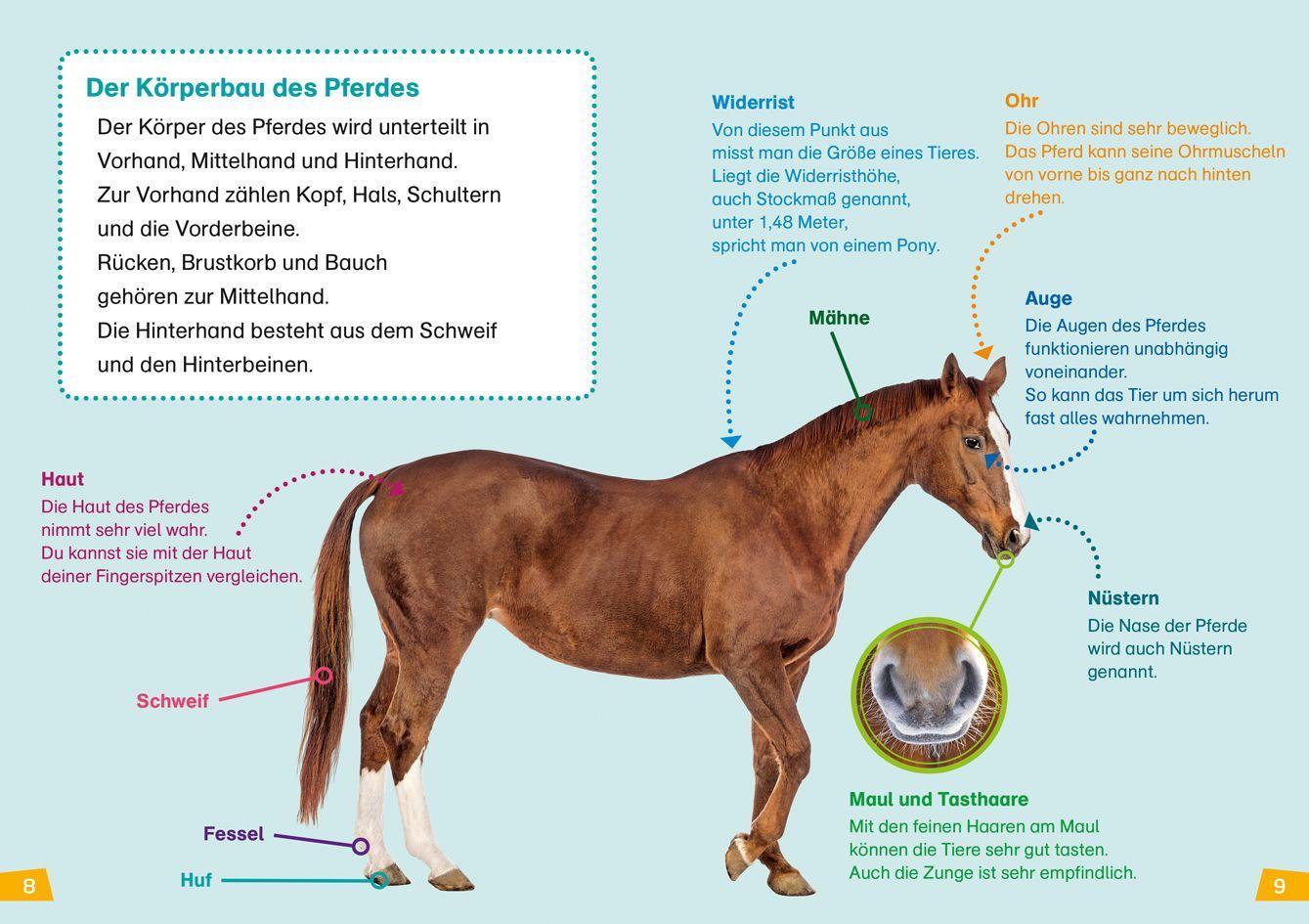 Beispielinhalt (Bild) WAS IST WAS Erstes Lesen Band 7. Pferde und Ponys