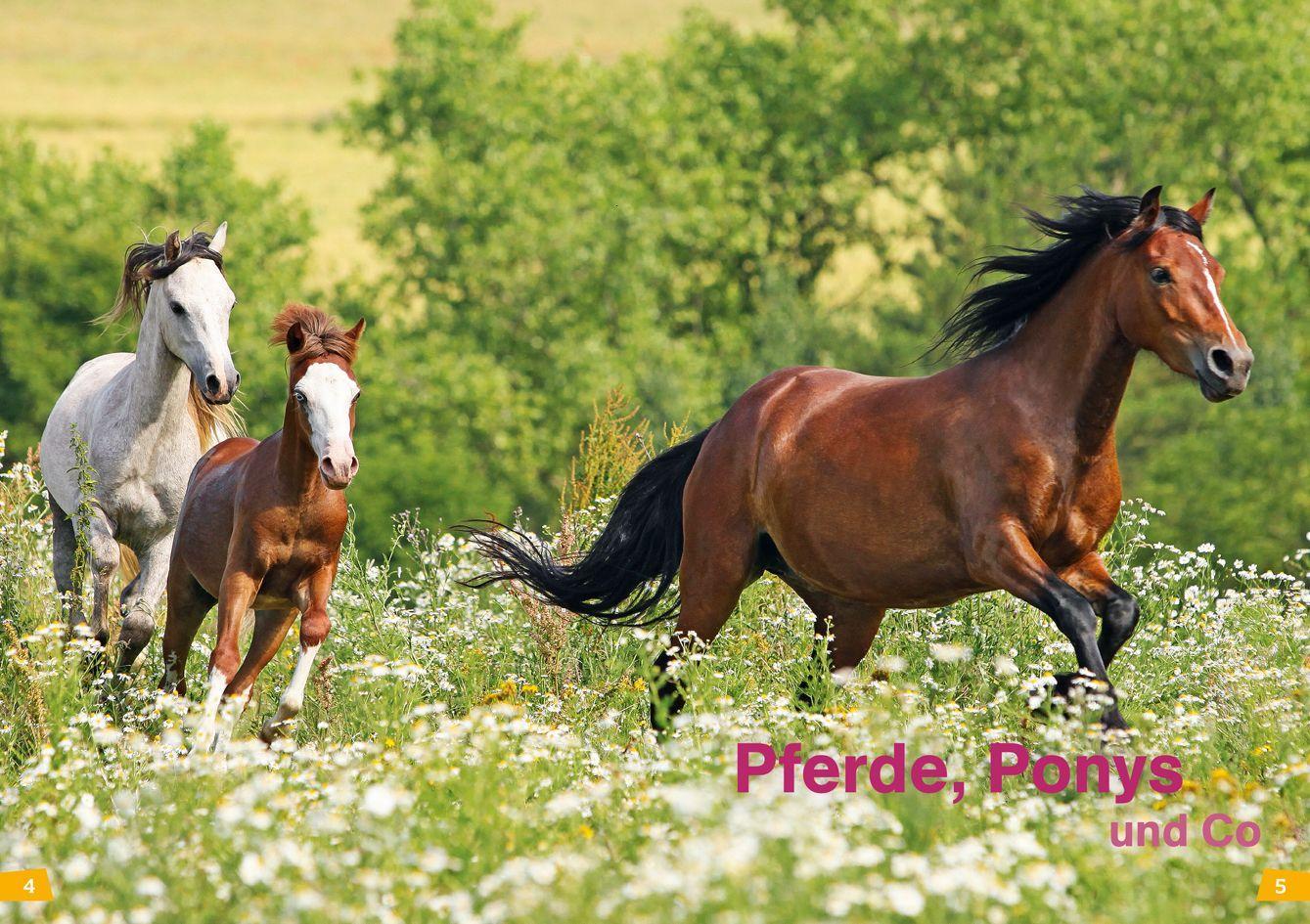 Beispielinhalt (Bild) WAS IST WAS Erstes Lesen Band 7. Pferde und Ponys
