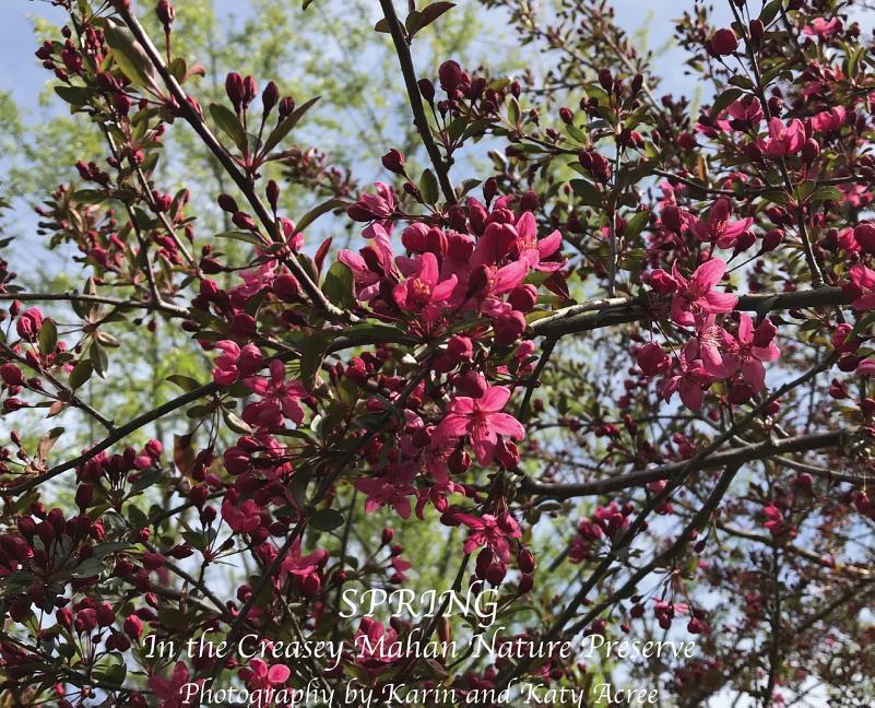 Vorderes Coverbild Spring in the Creasey Mahan Nature Preserve