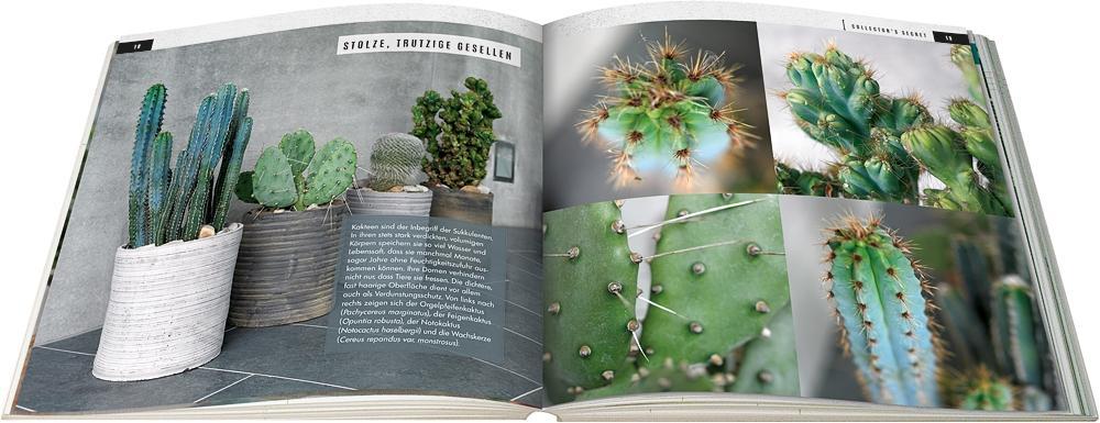 Beispielinhalt (Bild) Sukkulenten mit Style