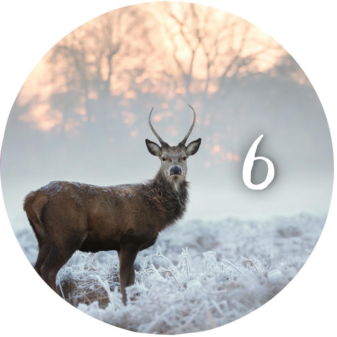Beispielinhalt (Bild) Adventskalender in der Dose. 24 Momente der Achtsamkeit