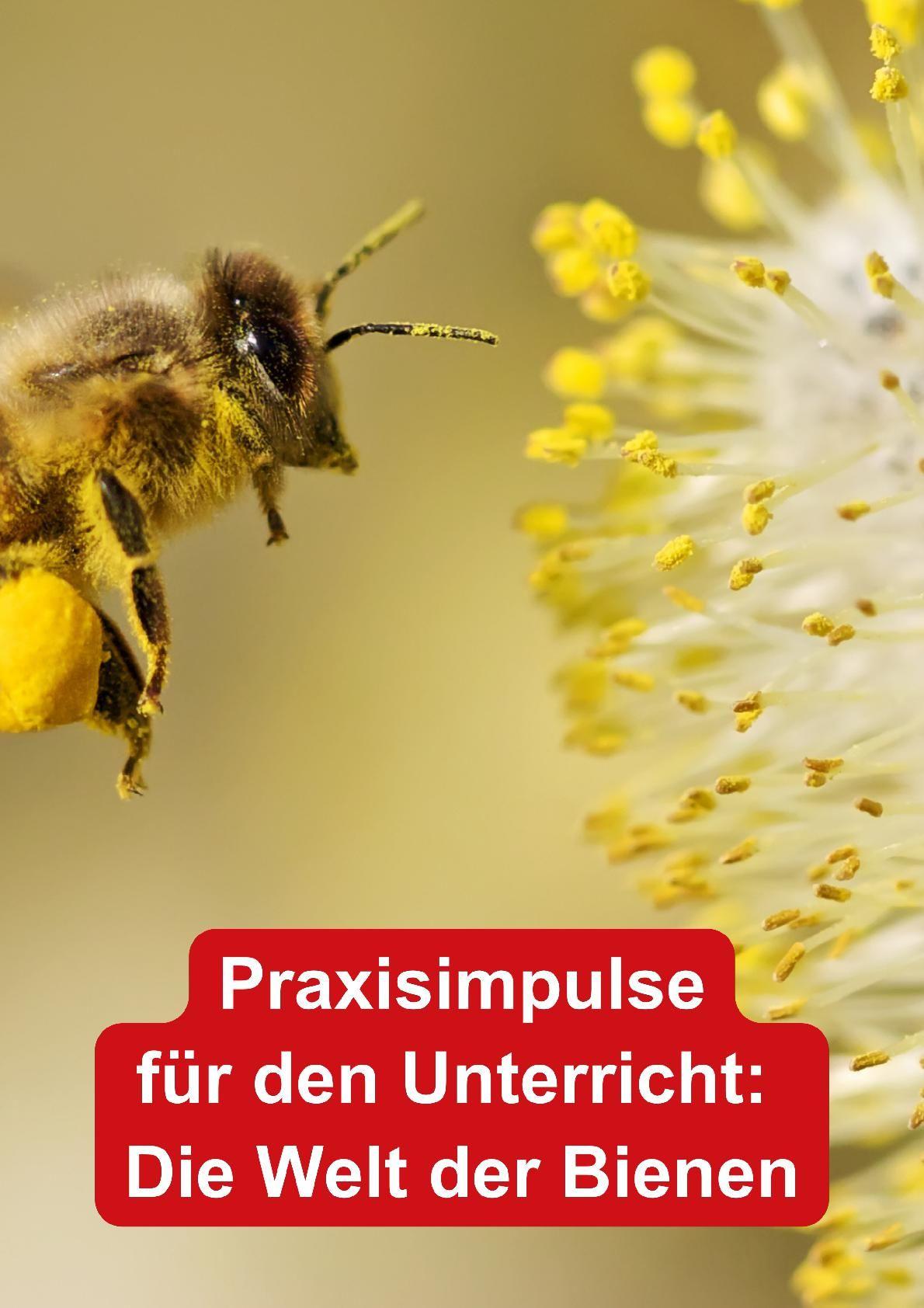 Beispielinhalt (Bild) Themenheft Bienen
