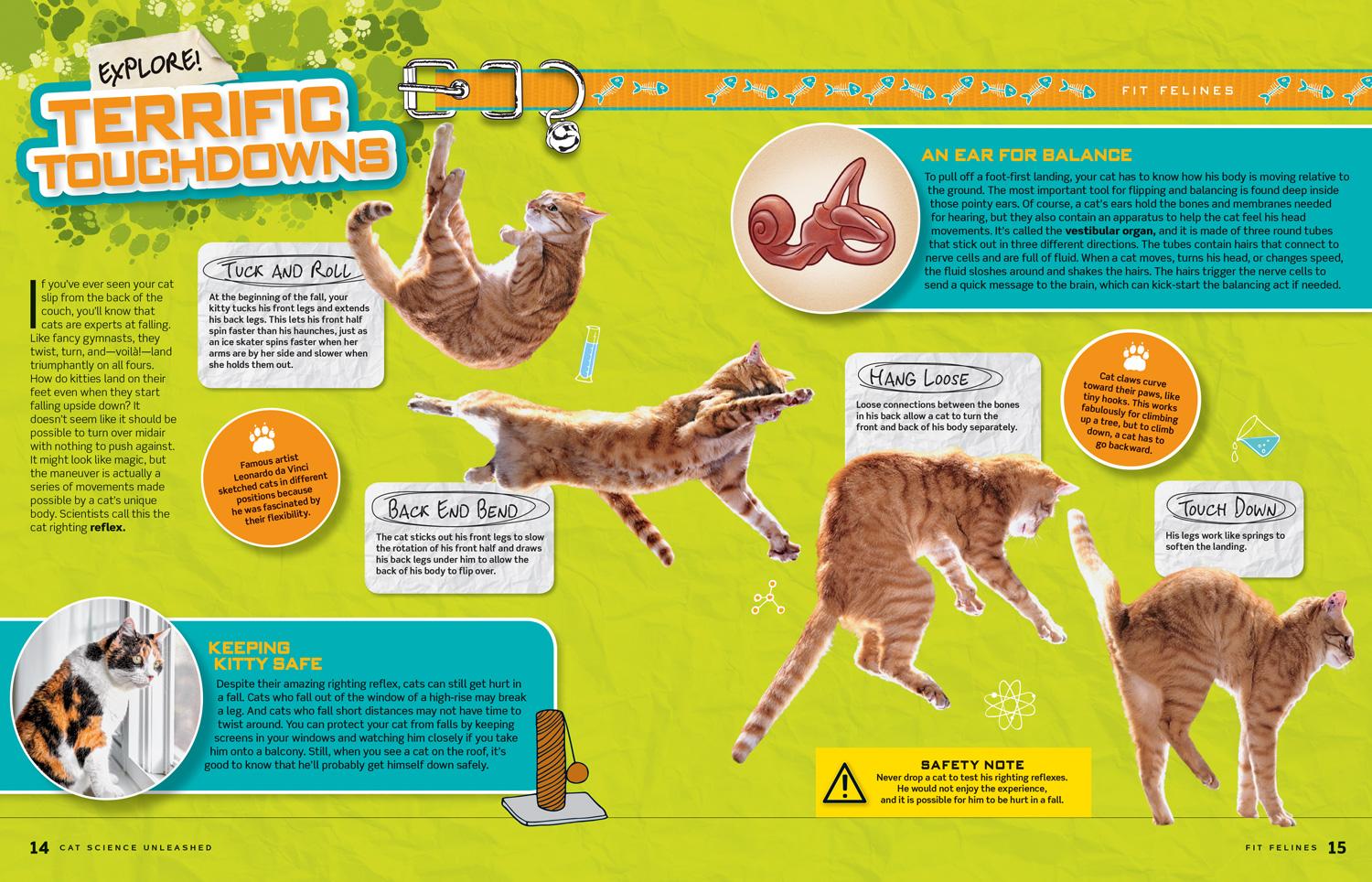 Beispielinhalt (Bild) Cat Science Unleashed