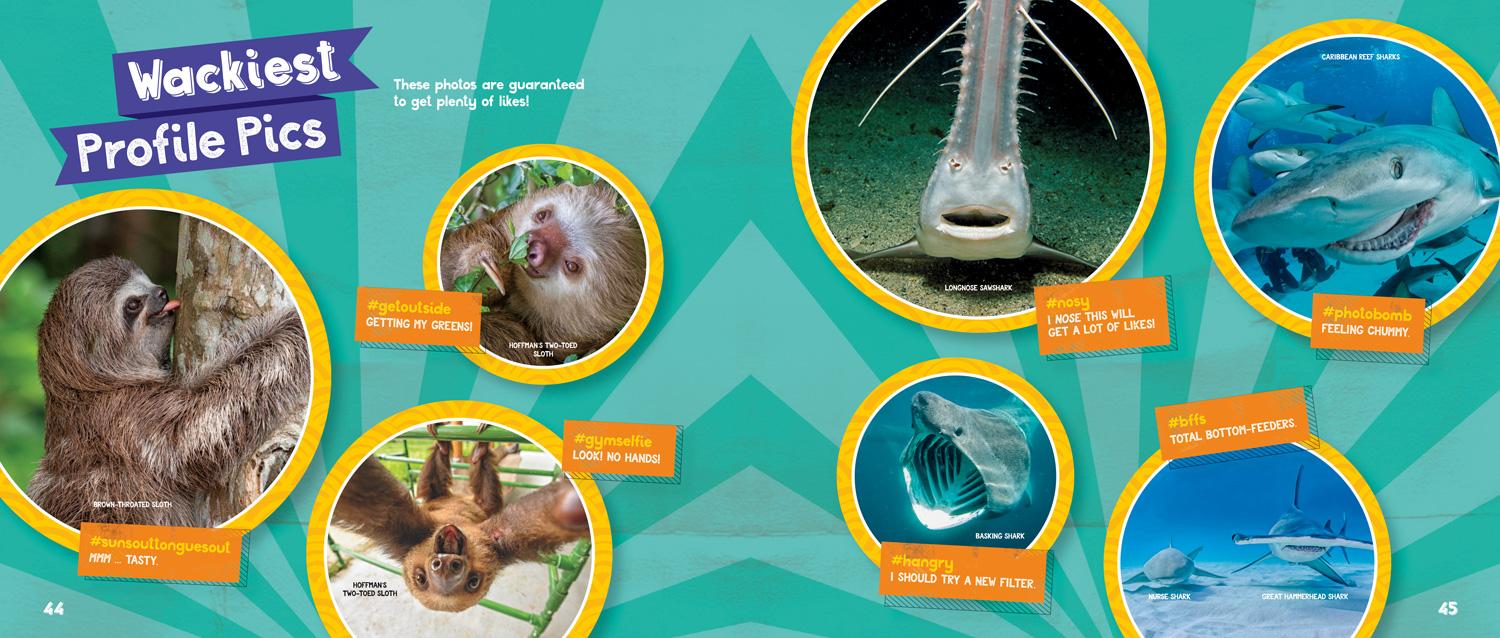 Beispielinhalt (Bild) Sharks vs. Sloths