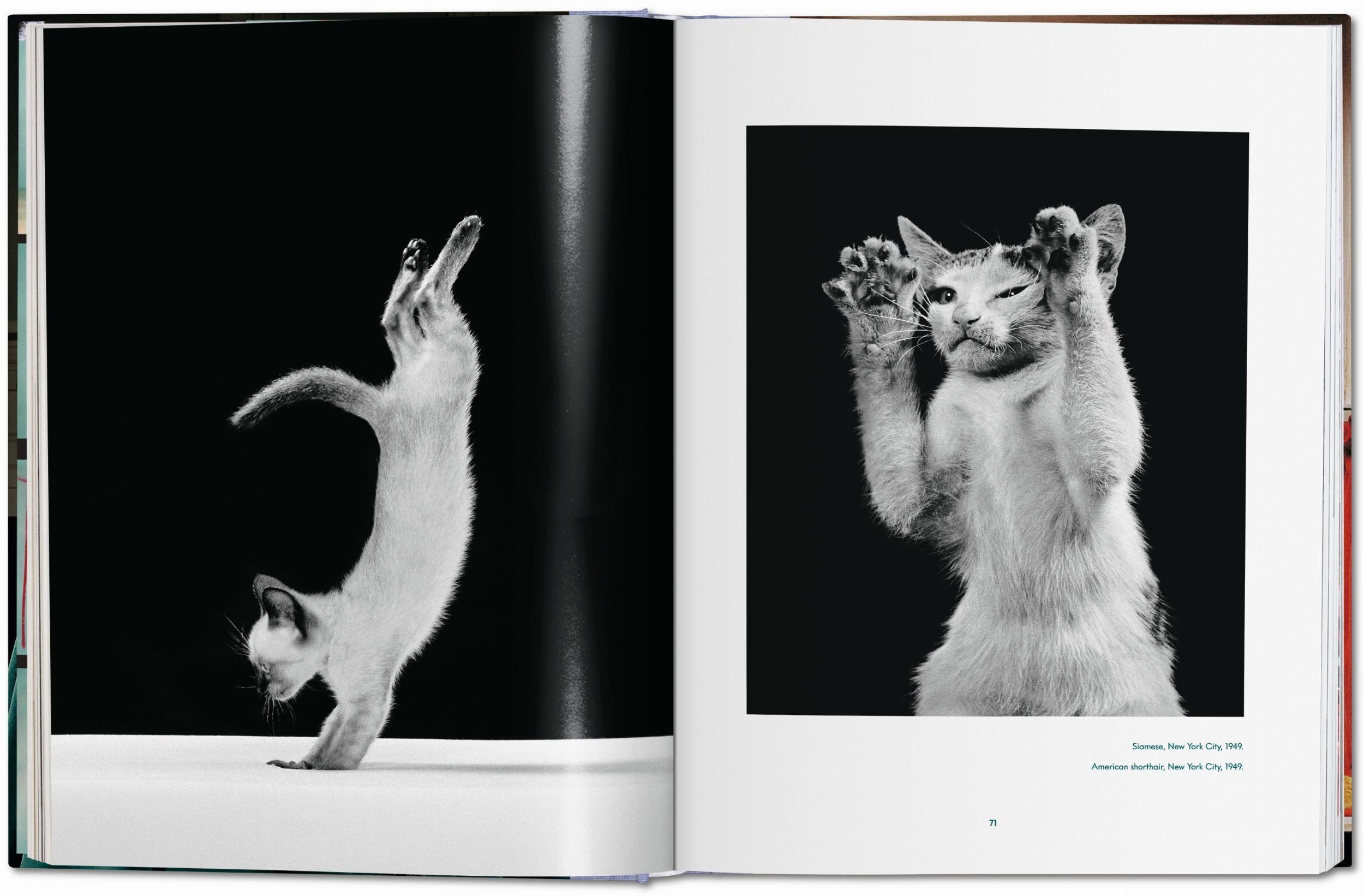 Beispielinhalt (Bild) Walter Chandoha. Cats. Photographs 1942-2018