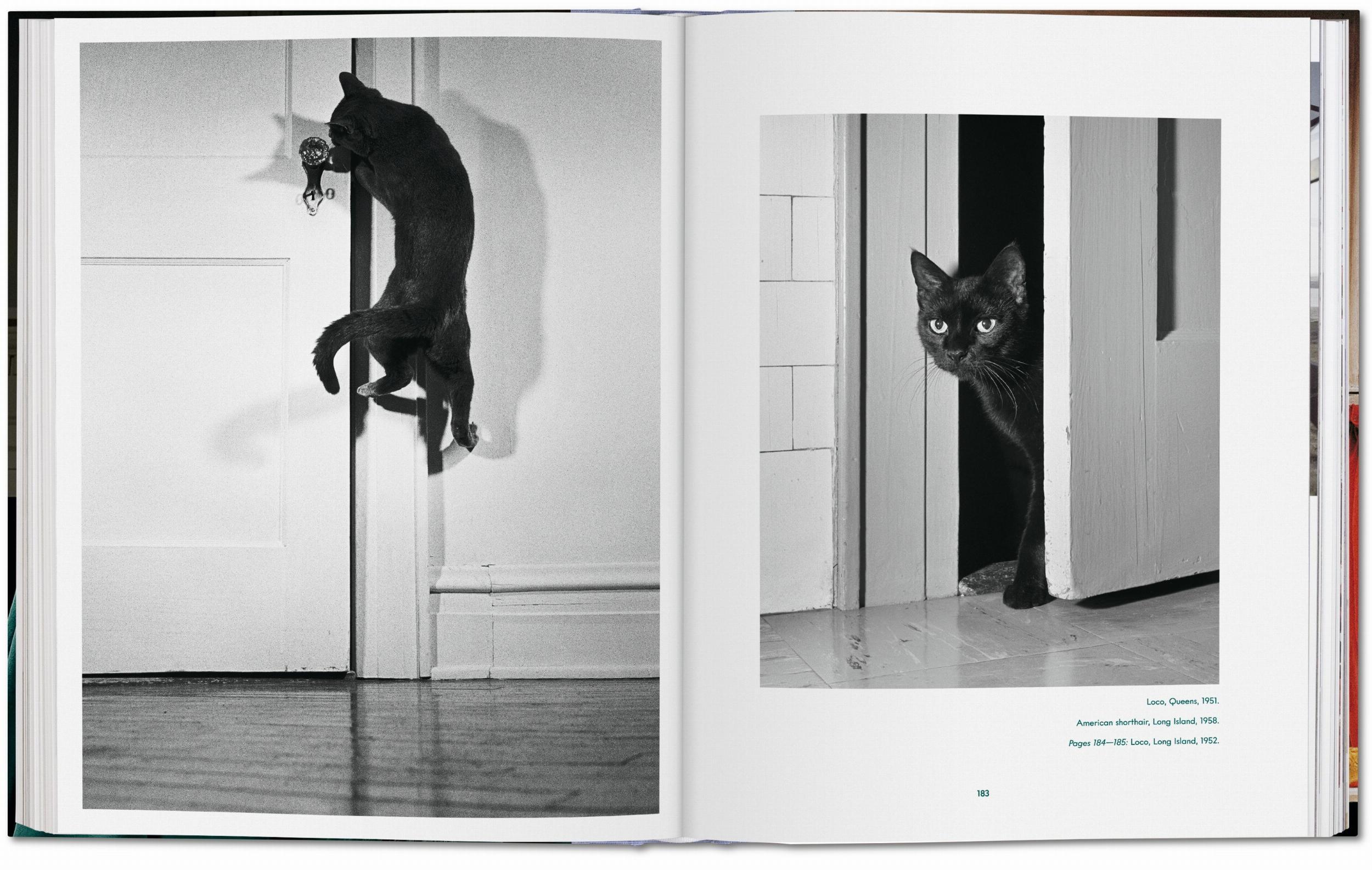 Beispielinhalt (Bild) Walter Chandoha. Cats. Photographs 1942-2018