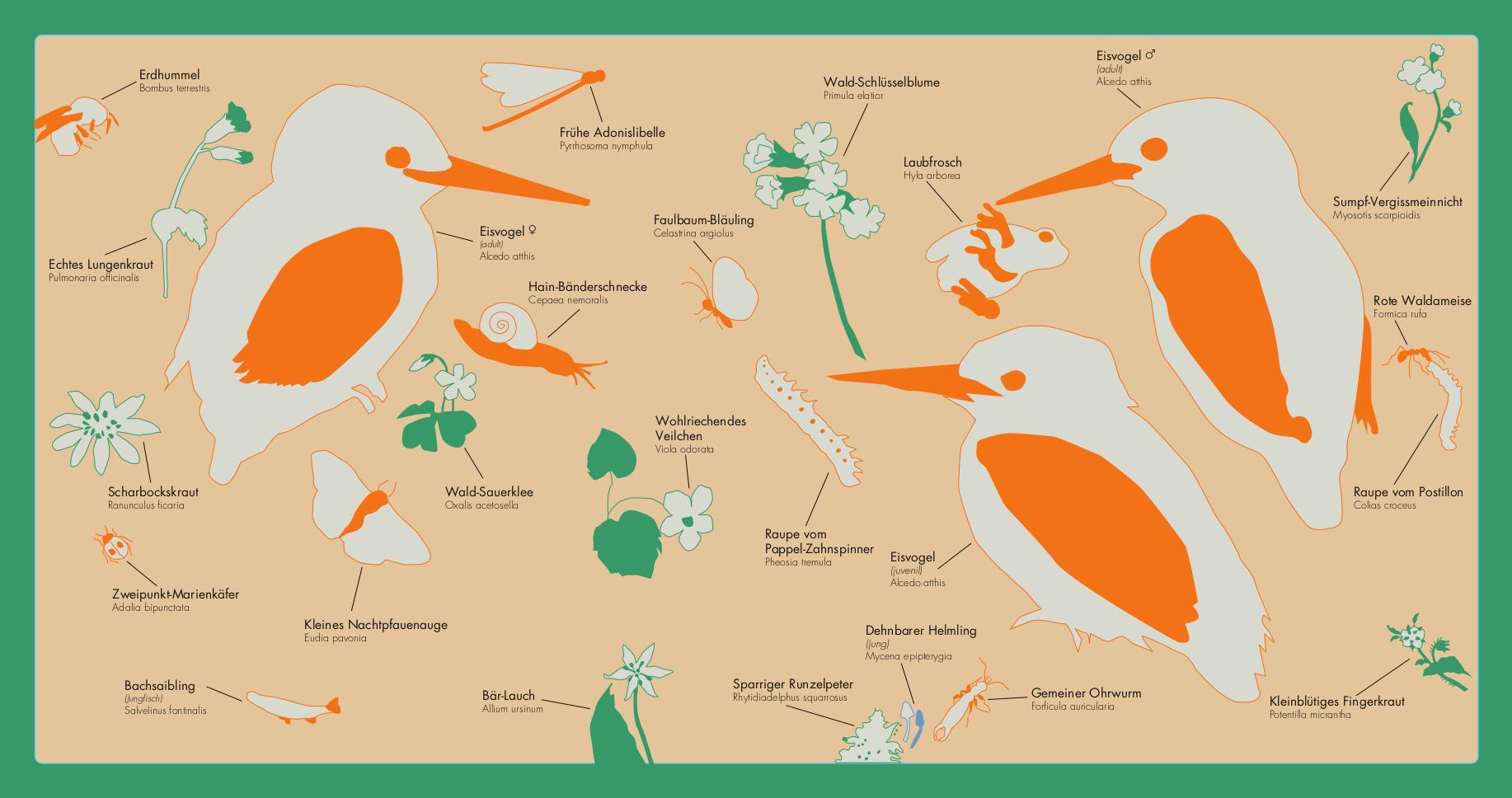 Beispielinhalt (Bild) Kleine Vogel-Wunderkammer