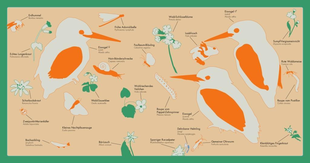 Beispielinhalt (Bild) Kleine Vogel-Wunderkammer