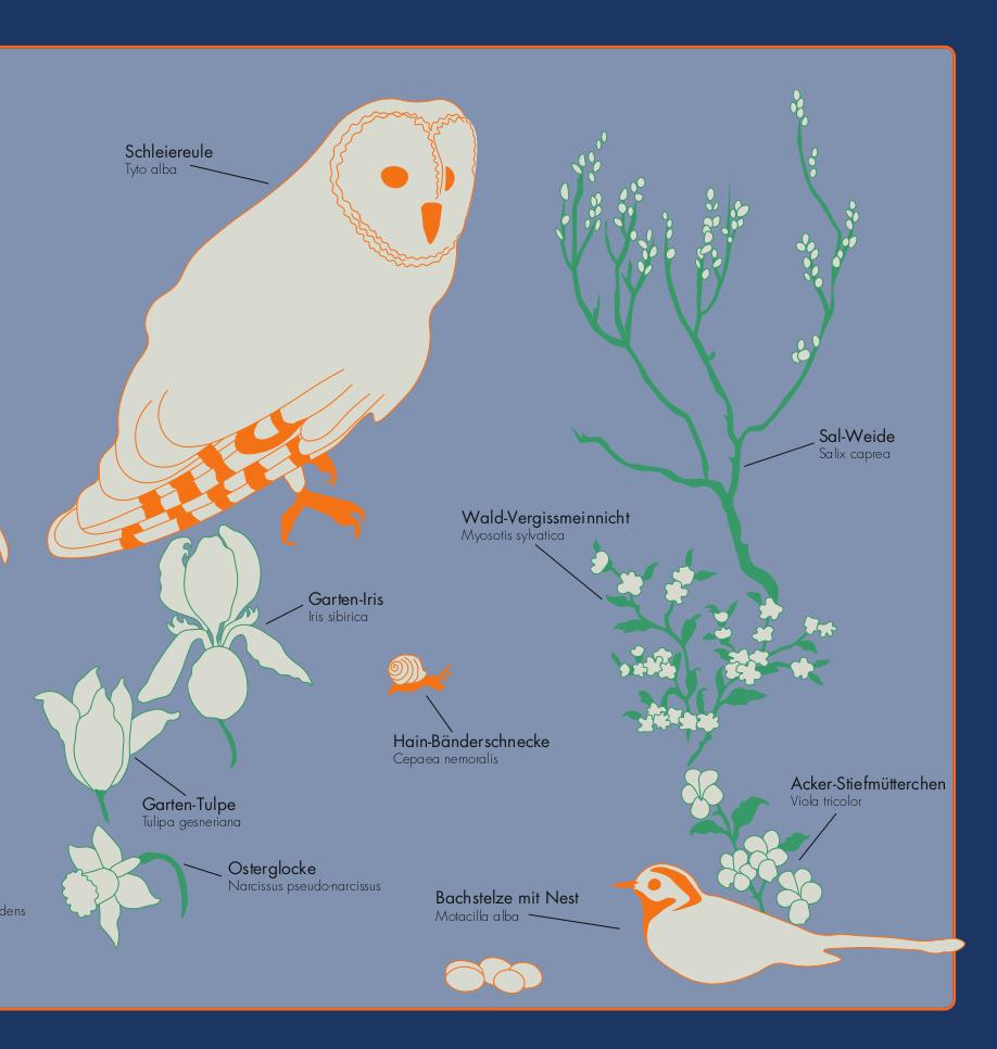 Vorderes Coverbild Kleine Vogel-Wunderkammer