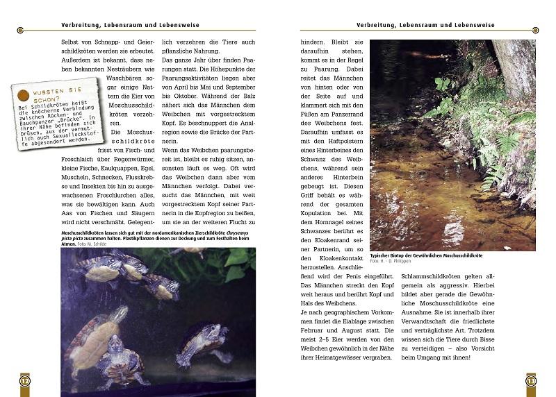 Beispielinhalt (Bild) Die Moschusschildkröte