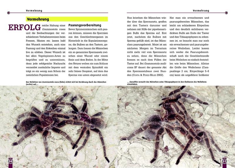 Beispielinhalt (Bild) Die Rote Chile-Vogelspinne + andere Grammostaola-Arten